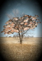  Reminiscent Fall this school humpback red snapper moved like leaves tree. tree  